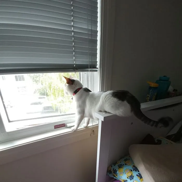 #51 Charlotte Does Everything Possible To Look Out The Window