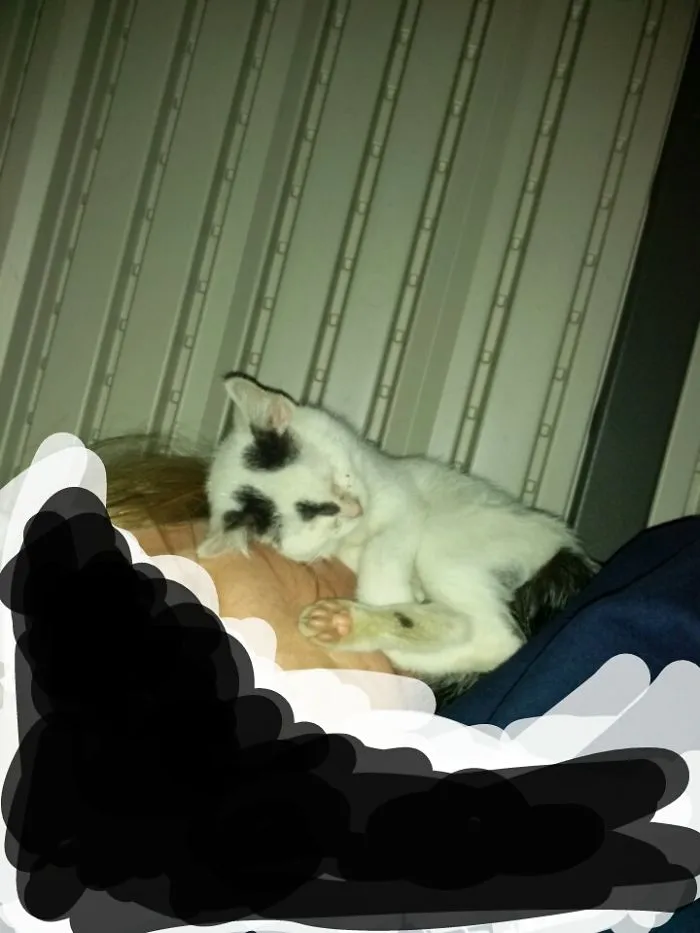 Mickey Thinks That My Face Is The Best Place To Sleep. He Hated When He Got To Big For That.