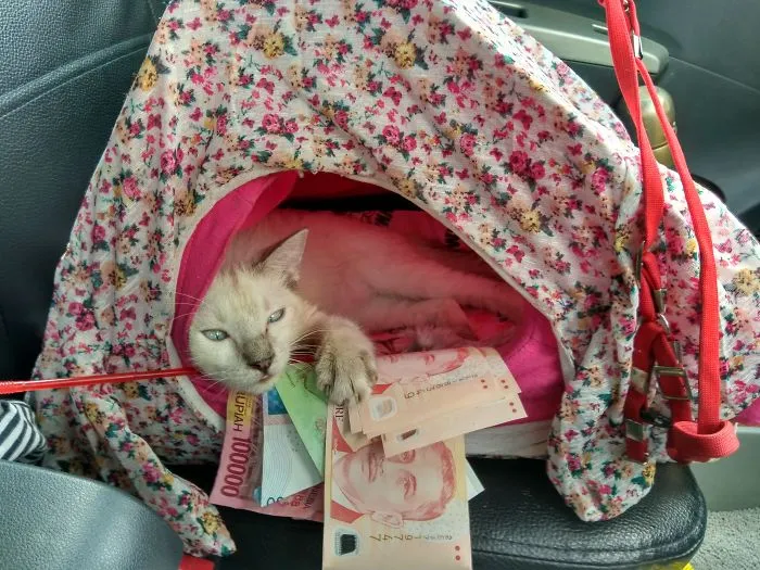 Meet Milky, A Cat Traveler, I'm A Supermeowdel!