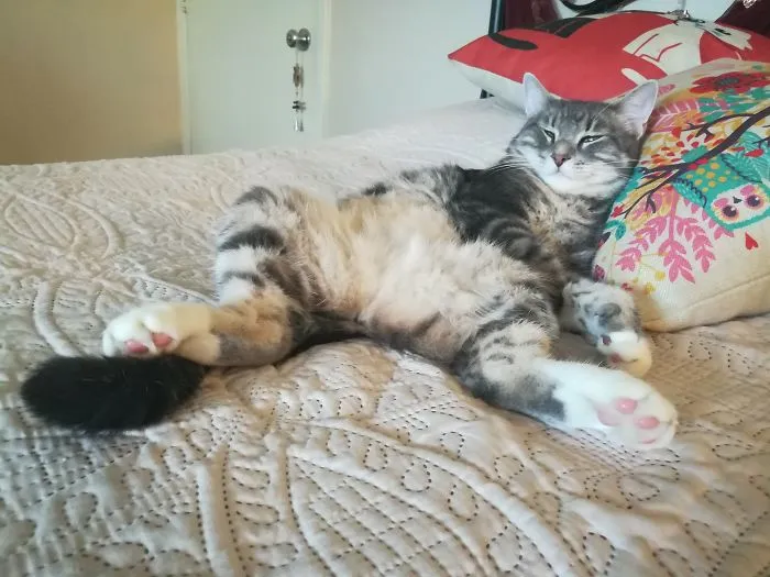 Post-catnip Nap