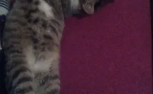 People Are Sharing Pics Of Their Cats Acting Weird (Add Yours)