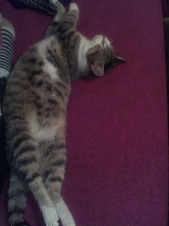 My Ballerine Cat :d