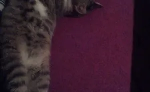 My Ballerine Cat :d