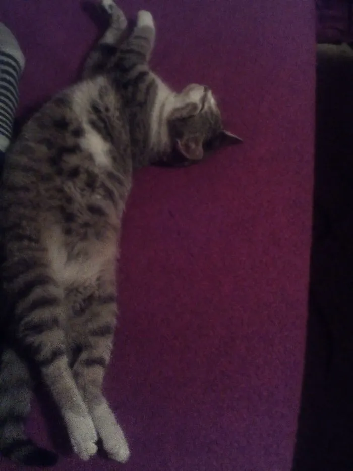 My Ballerine Cat :d