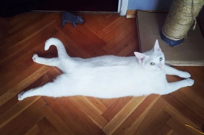 Cat The Frog