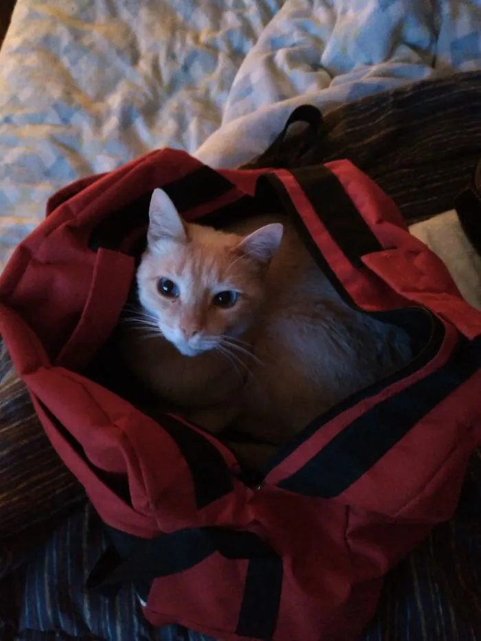 I Was Packing For The Gym, The Whole Bed Was Available
