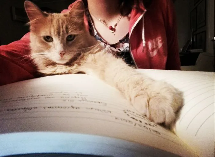 That Point Of Semester Where My Cat Studies More Than Me
