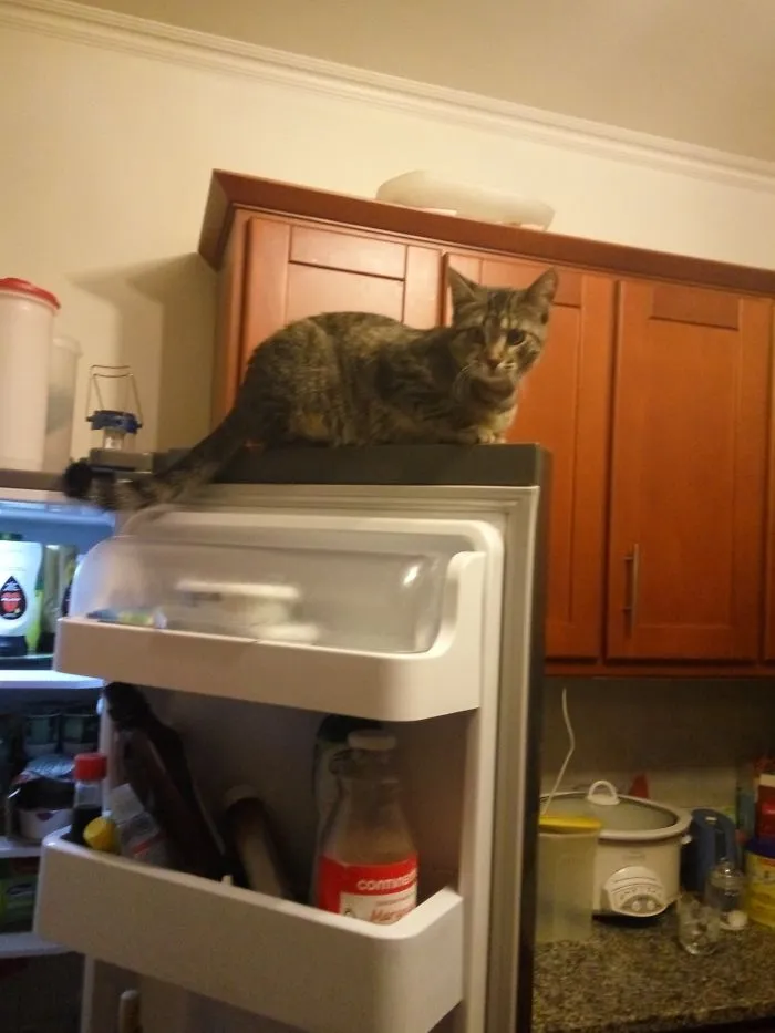 Eevee Helping Me Convince My Son To Eat Leftovers.