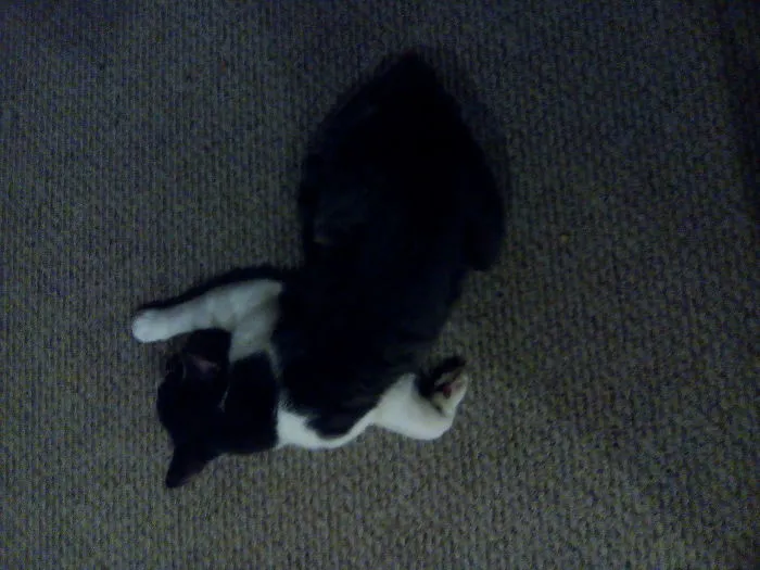 Derp Mew2 Looking Like A Chalk Outline He Sleeps So Weird