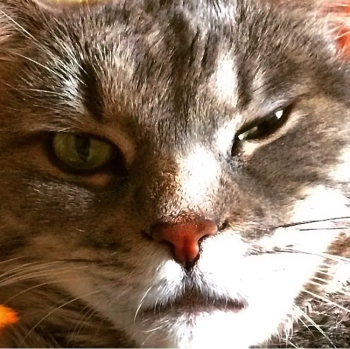 Stink Eye