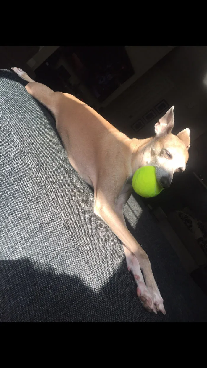 Our Silly Pup Always Falls Asleep With Her Favourite Toy