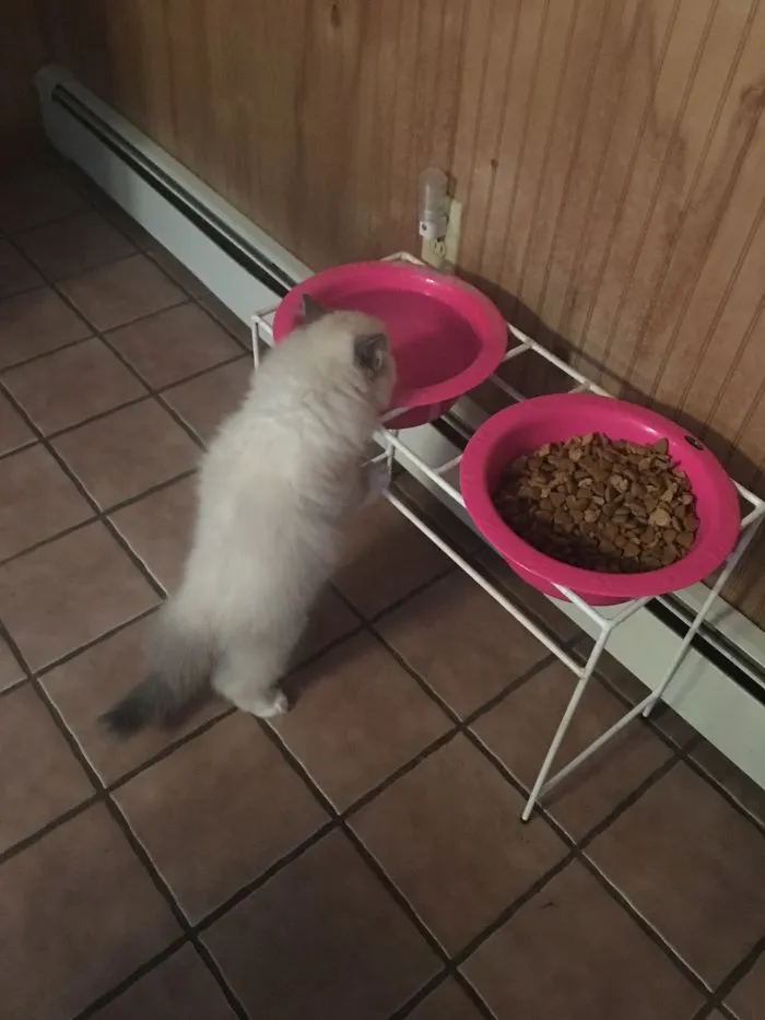 He Only Drinks From The Dogs Water Bowl