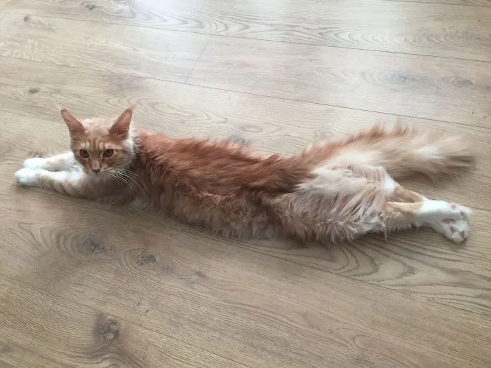 Herbie Is A Special Boy.