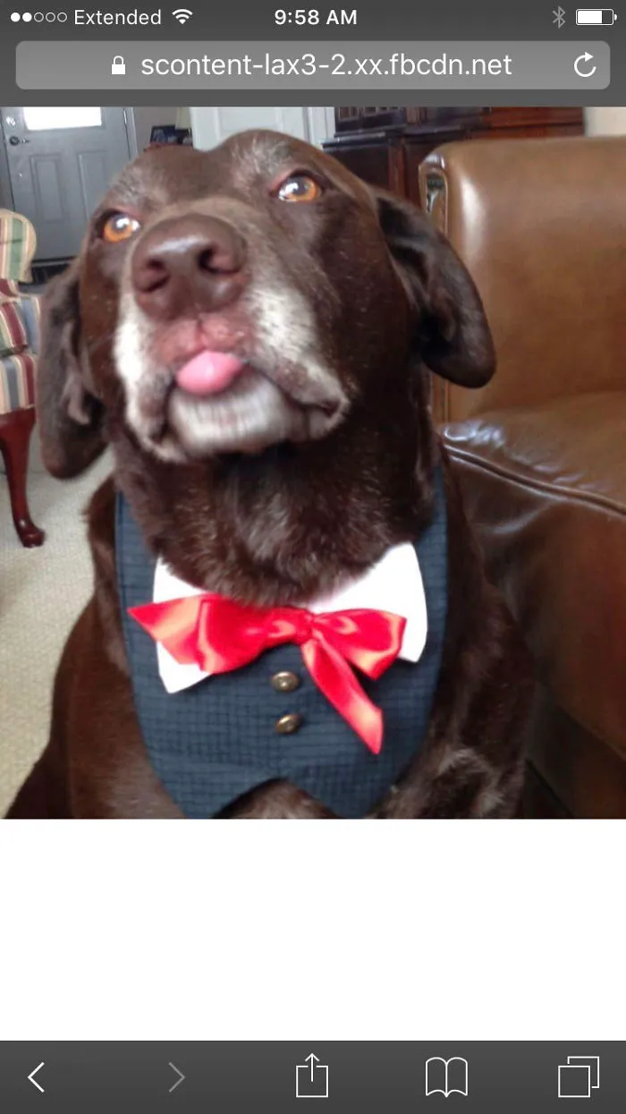 So My Aunt Makes Dog Clothes. This Was Baron's Immediate Reaction When We Put It On Him