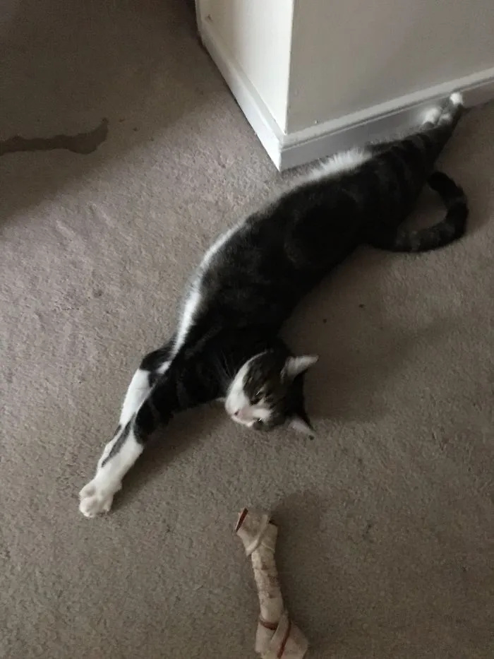 Duncan Contemplates A Dog Toy