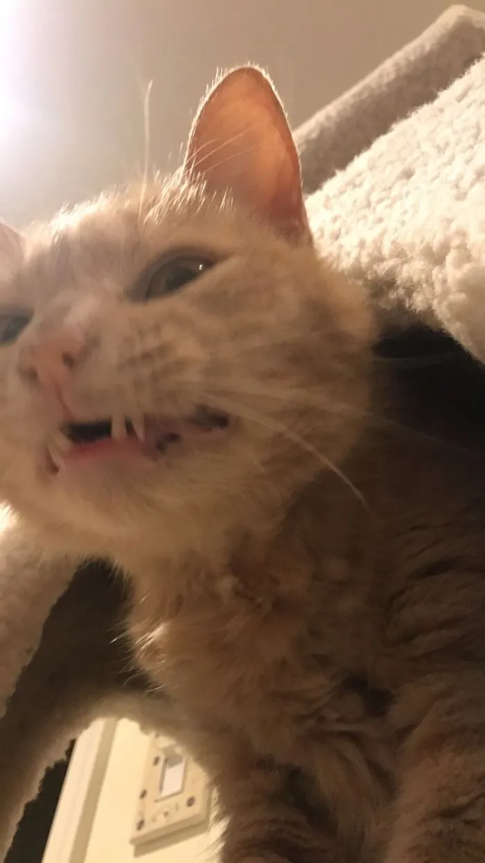 The Face My Cat Makes When I Laugh Super Loud