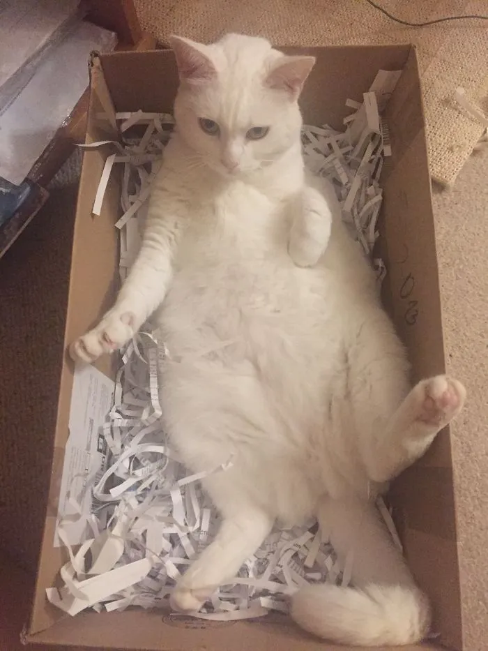 She Got This Box For Christmas And Loves It. Still Thinks She's A Human In A Bath.