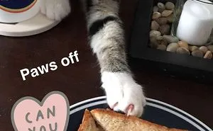 236 Times Pets Were Caught Red-Handed