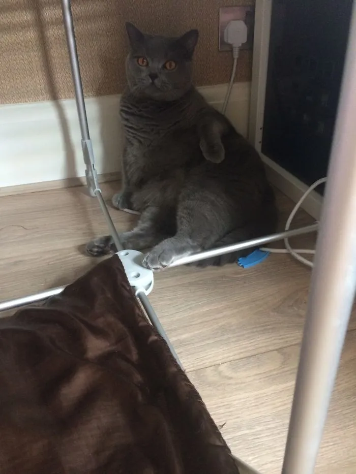 Fatty