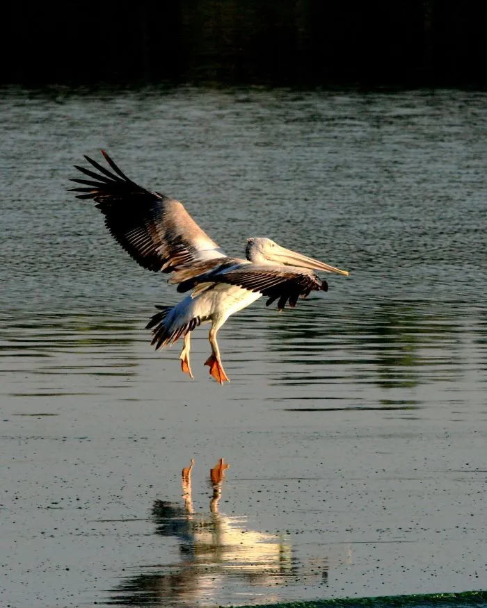 I Photographed Birds Near A Lake