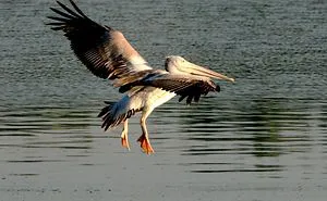 I Photographed Birds Near A Lake