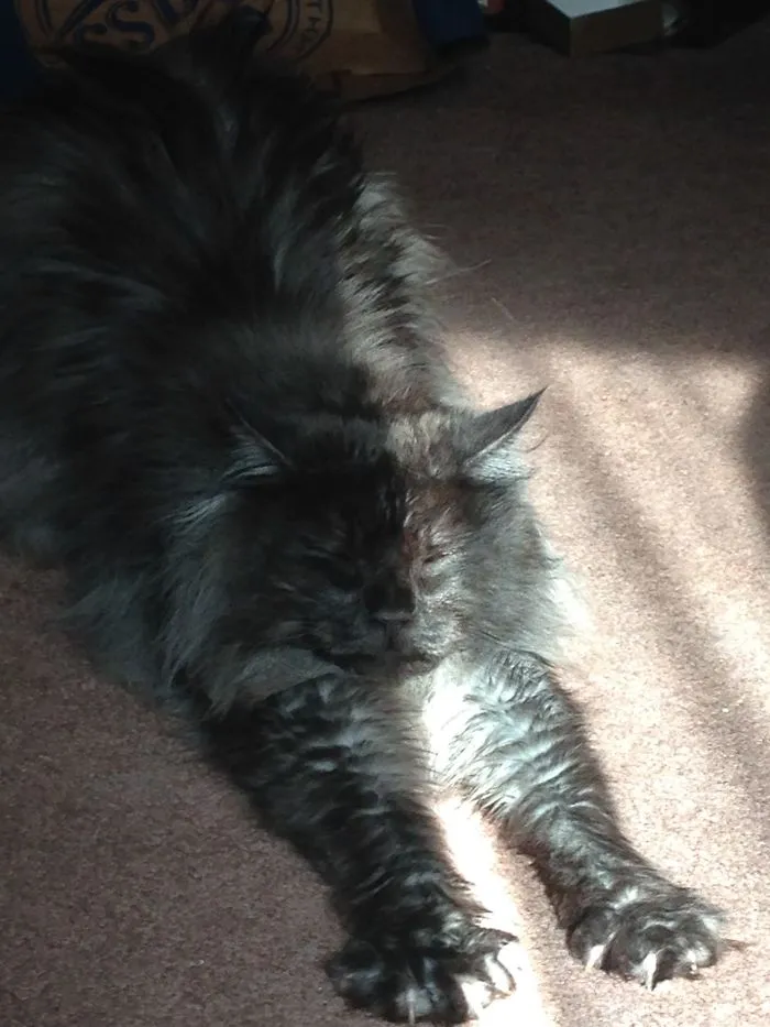 Marlowe Does Yoga In The Sun