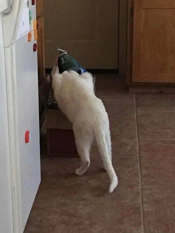 My Cat Thinks Feeding Time Should Be An All You Can Eat Buffet And She Helps Herself To The Bag Of Food.