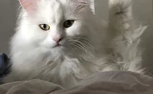 People Are Sharing Pics Of Their Cats Acting Weird (Add Yours)