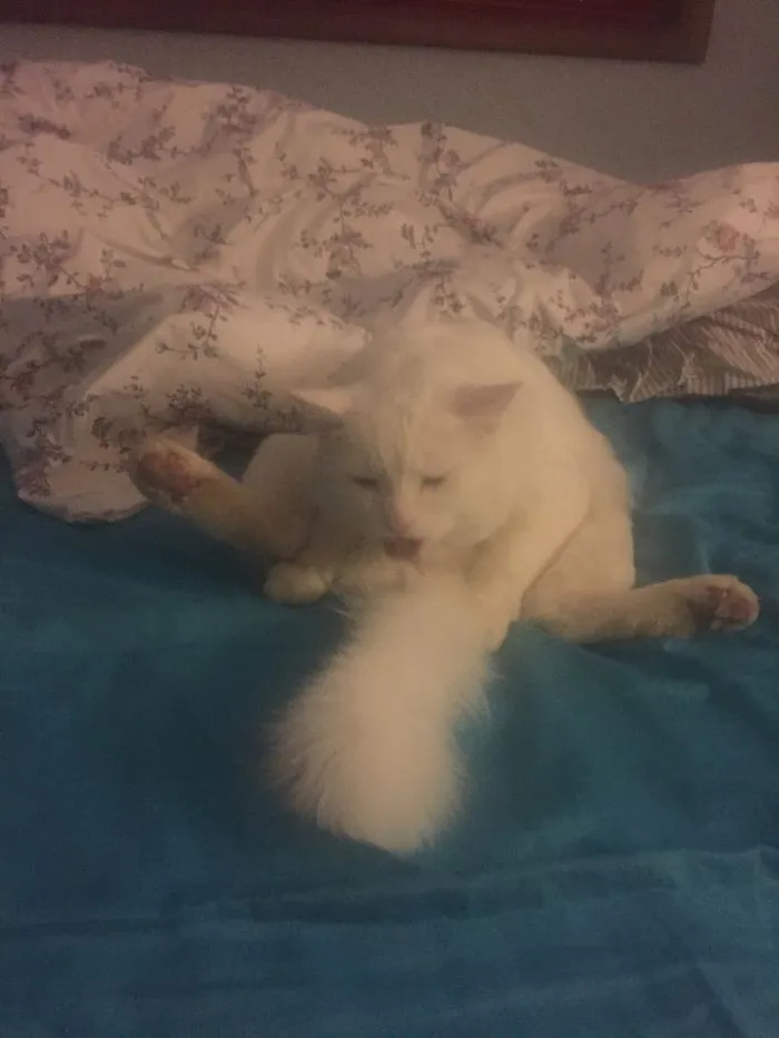 I Guess That's One Way To Clean Your Tail.