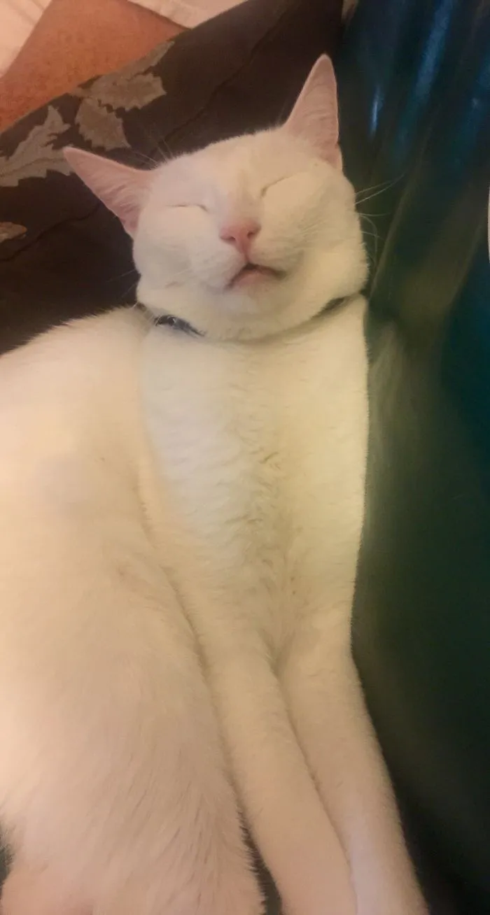 This Is How My Cat Sleeps
