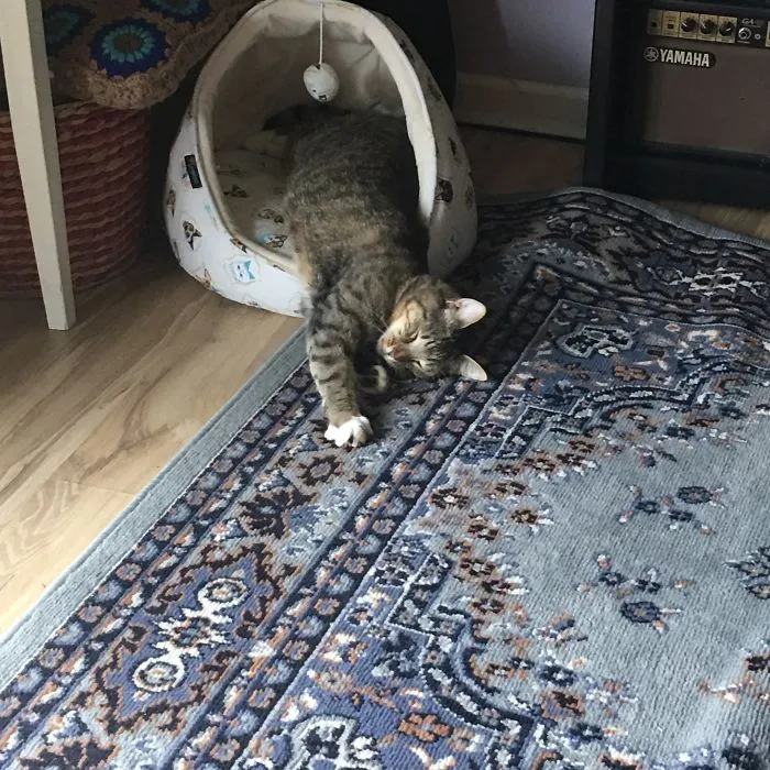 Tucker Loves This Bed And Sleeps Like This!