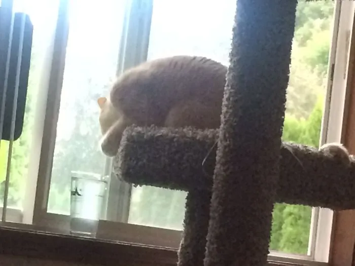 The Only Way He Will Drink Water-from A Glass, On The Windowsill.