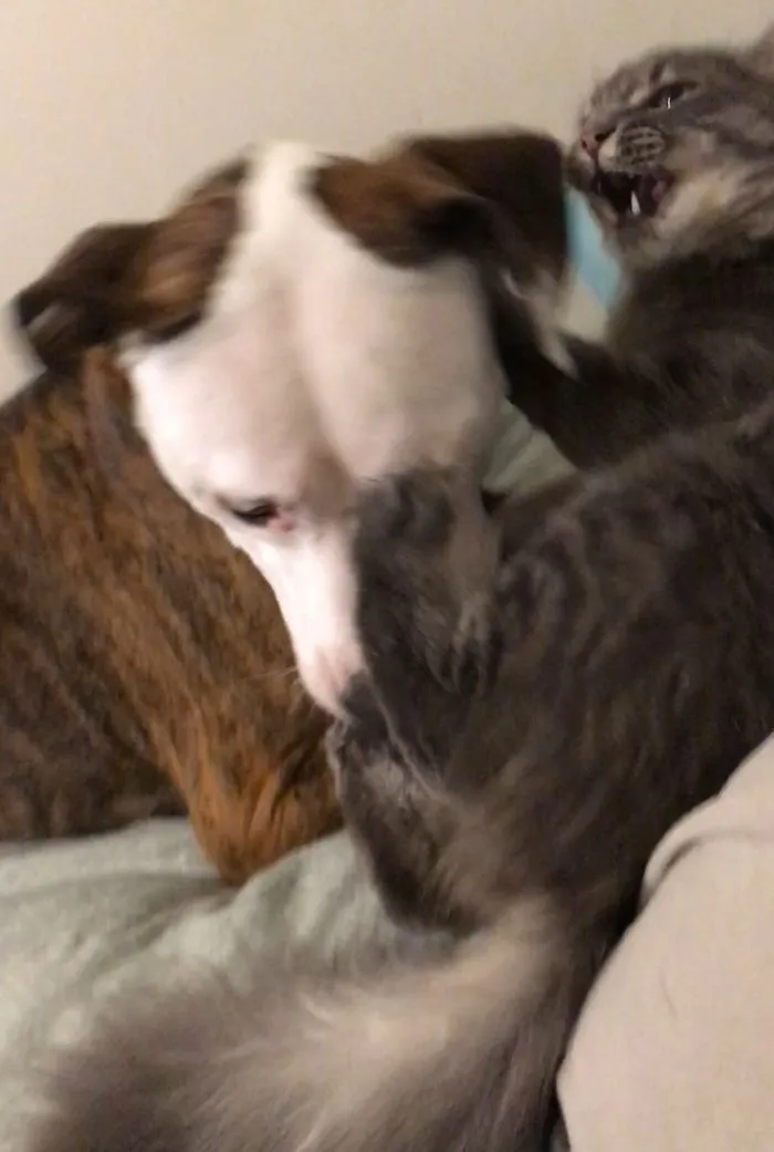 Playing With Our Pitt Lol