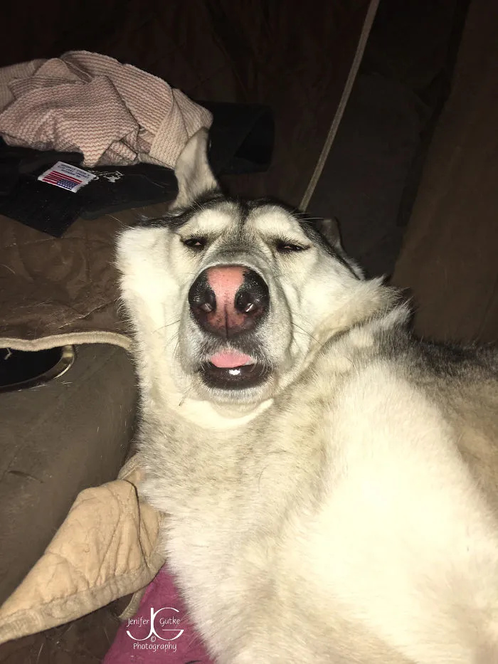 She Is A Regal, Dignified German Shepherd Who Guards Our House... When Not Fast Asleep!