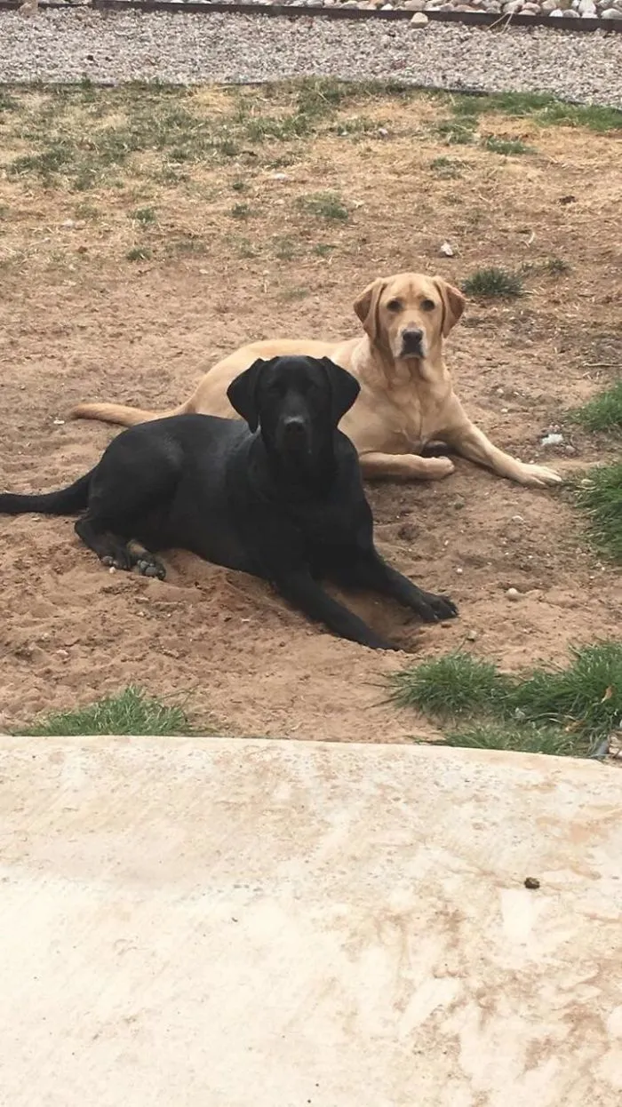 No Hole Is Being Dug Here, Human! Proceed With Your Day