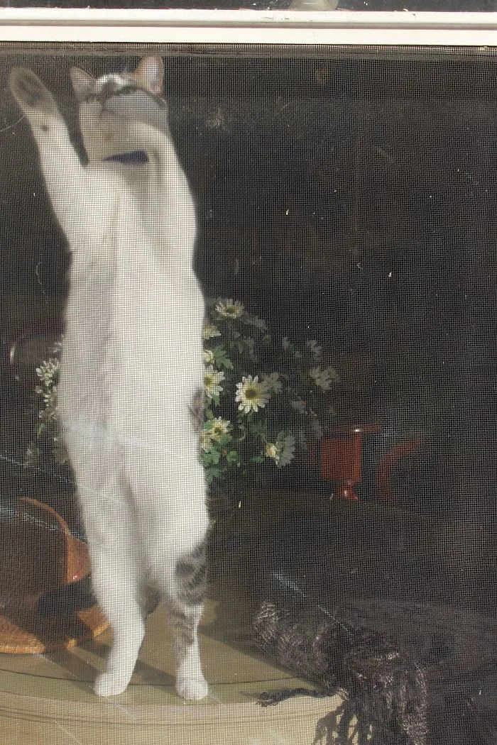 Just Another Dancing Queen