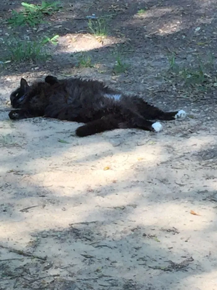 My 15 Year Old, 18lb Cat Who Runs And Hides From Just About Every Slight Noise Or Movement Will Rest Like This At The Top Of My Driveway.