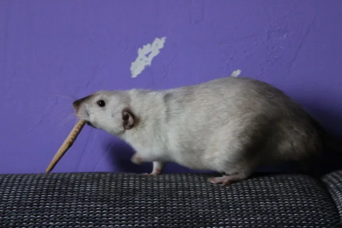 Don't Mind Me~just Stealing A Cookie
