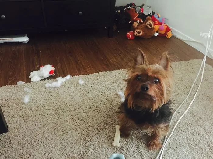 You Just Missed It-someone Came In And Destroyed Lamb Chop!