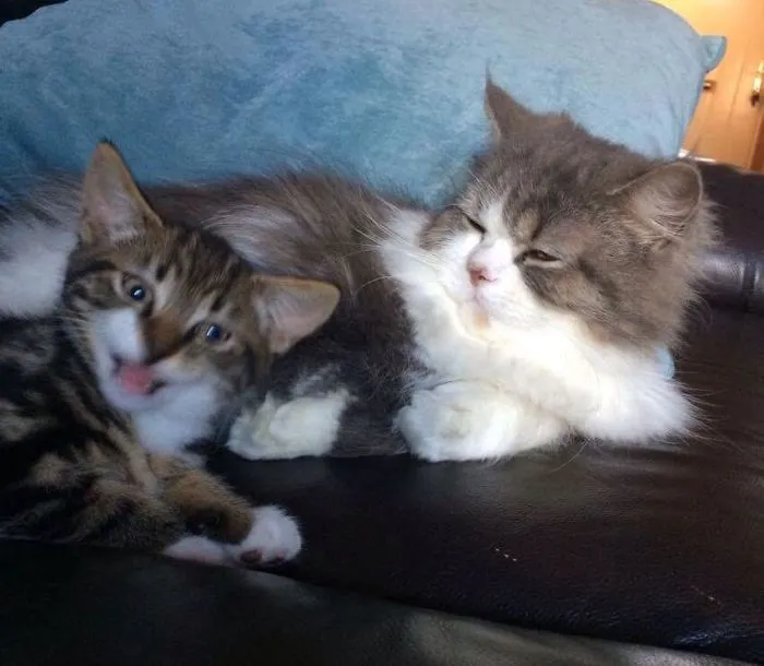 Happy Cat Saying Hi