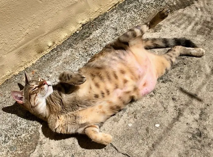 Kitties Do Some Serious Sunbathing In The Caribbean!