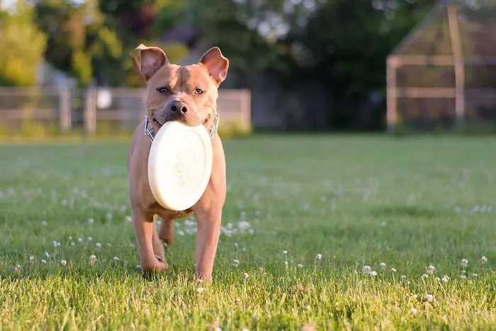 Zak...the Most Terrifying Bully Ever...or Not.