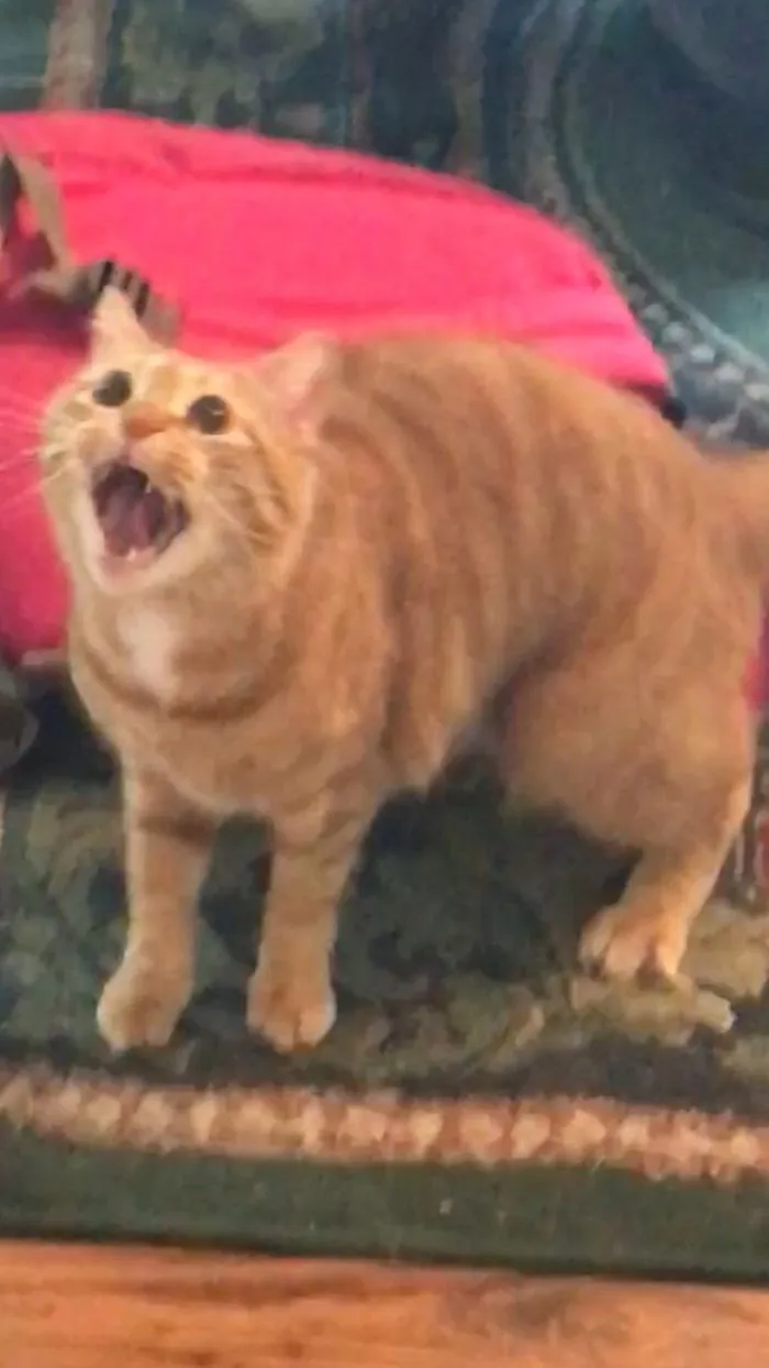 Toby Playing