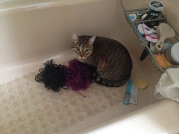 The Mass Sponge Migration From My Bathroom Explained.