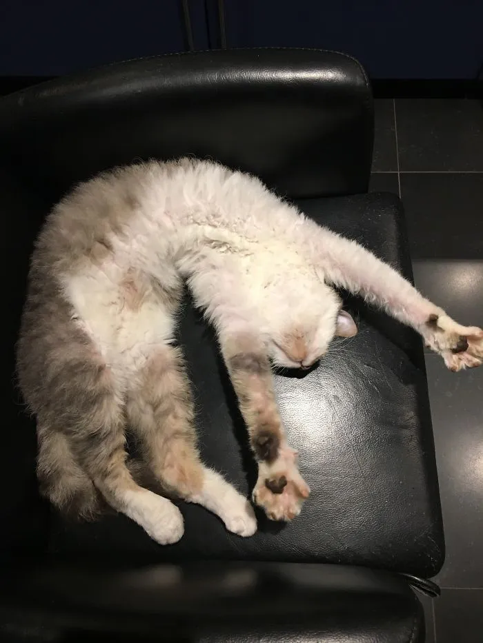 My Cat Knows His Yoga Moves