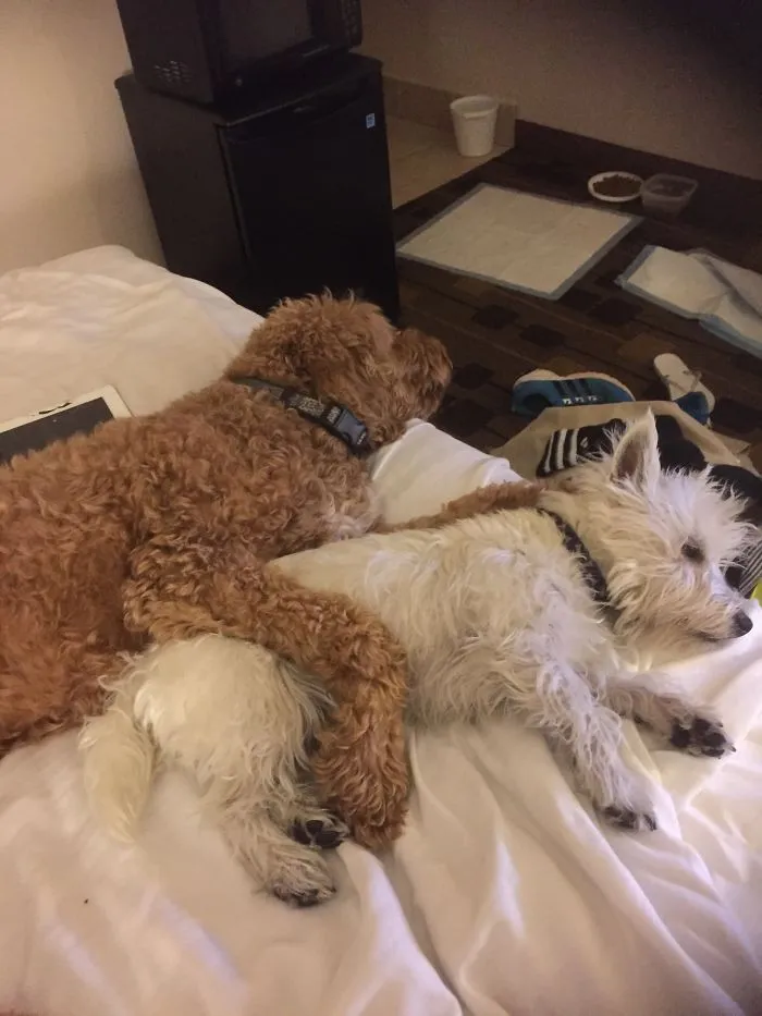 They Like To Cuddle!