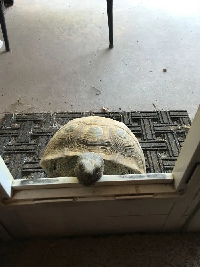Franklin Breaking In Through The Dog Door