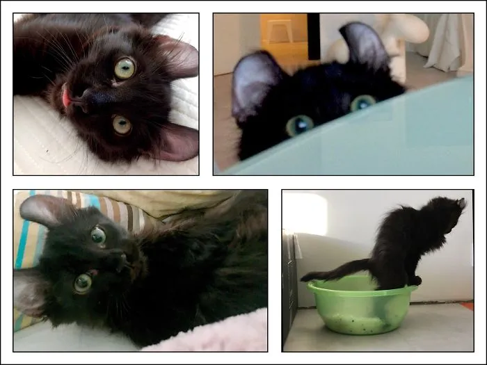 Derping, Stealing, Staring And Balancing. Loony American Curl!