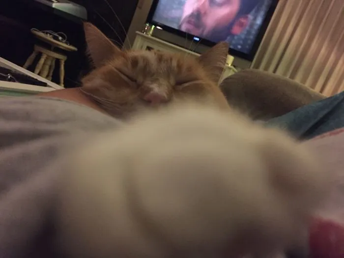 Wish He Knew How To Get Comfy