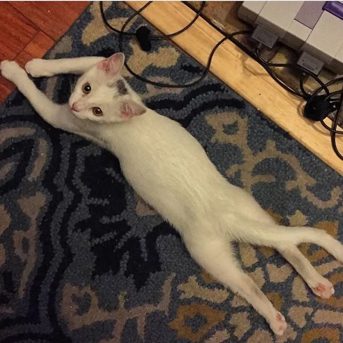 My Boyfriend Called Me Over And Said "what's Wrong With His Legs!? I Think He's Broken."
